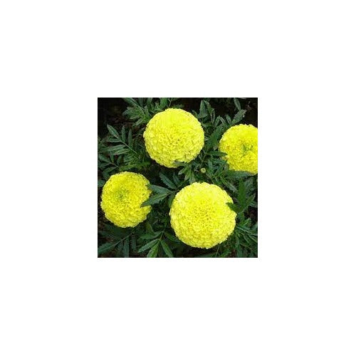 Yellow Marigold Heirloom Non-GMO Seeds for Planting [neera-v5-11cc864bb43fad9fc9b6]