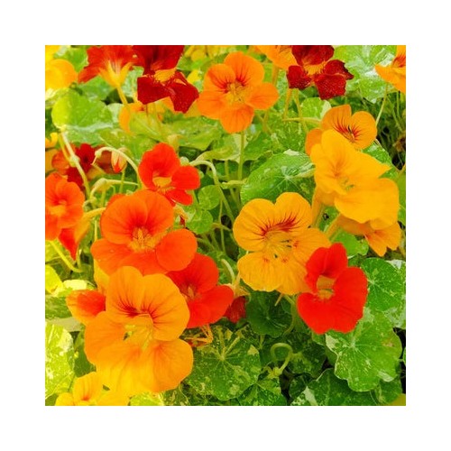 Alaska Nasturtium Planting Indian Cress Monks Cress Vibrant Colors Free Ship Heirloom Non Gmo [neera-v5-11d30916455449f09e59]