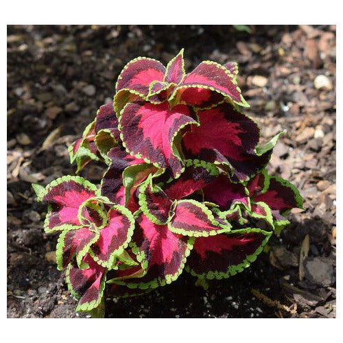 Heirloom Burgundy Green Dragon Coleus Flower Seeds for Planting | Non-GMO Organic Garden Seeds | High Germination Foliage [neera-v5-11eaf1c4bd93af7c26f8]