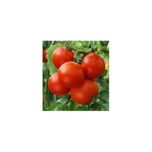 Sour-Type Tomato (Summer Variety) Vegetable Seeds for Planting [neera-v5-11edf56a5e78d74f2bd0]