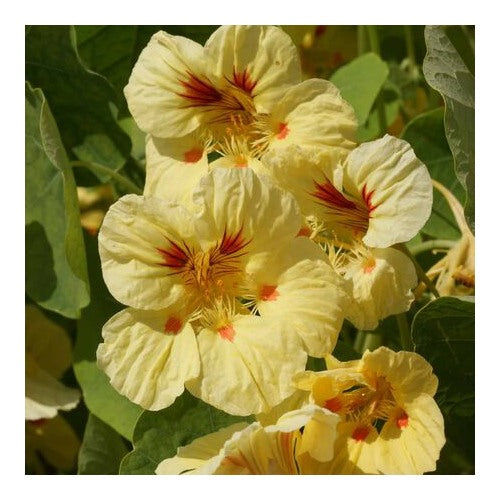 Yellow Peach Nasturtium Flower Seeds for Planting [neera-v5-11eed1907b102158c1dd]