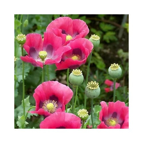 Pink Purple P Somniferum Giant Poppy Planting Huge To Blooms Heirloom Non Gmo Flower Seeds [neera-v5-11f4fa5ebf6e9ad81586]