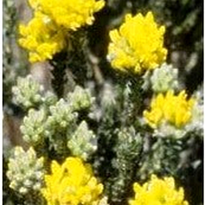 Aspalathus Flower Seeds for Planting [neera-v5-11fe74d4c07707dfab56]