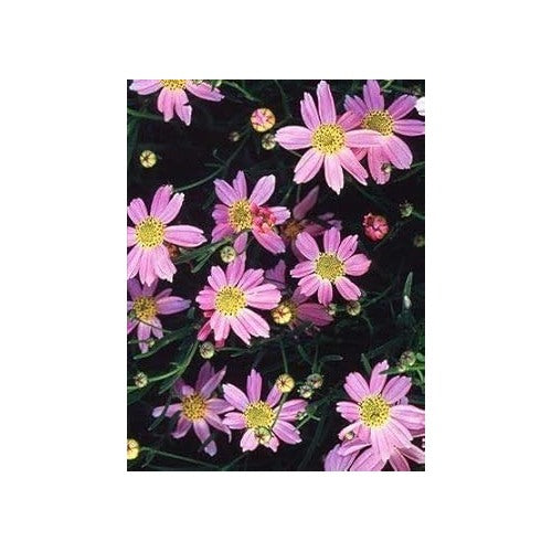 Pink Coreopsis Flower Seeds for Planting [neera-v5-1212e74084171973beec]