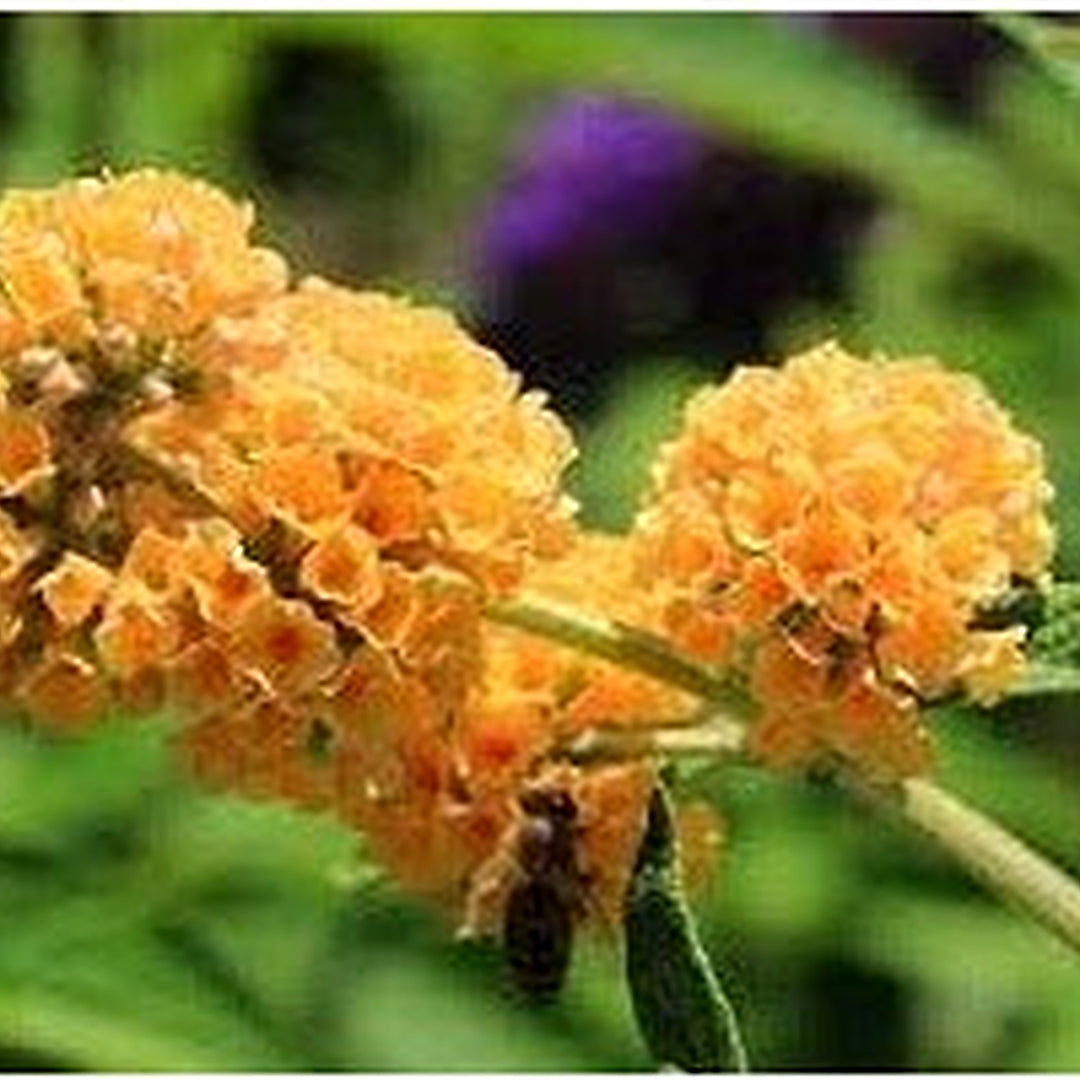 Buddleia Weyeriana Flower Seeds for Planting | Heirloom Non-GMO High Germination Organic Garden Seeds [neera-v5-1213f479927045c37d03]