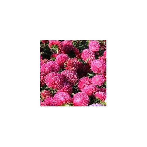 Organic Heirloom Dark Pink China Aster Flower Seeds for Planting [neera-v5-1225a5d2d2d41d546779]