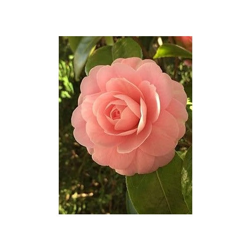Heirloom Non-GMO Camellia Peach Flower Seeds [neera-v5-1228fe3d439b382f8cb1]