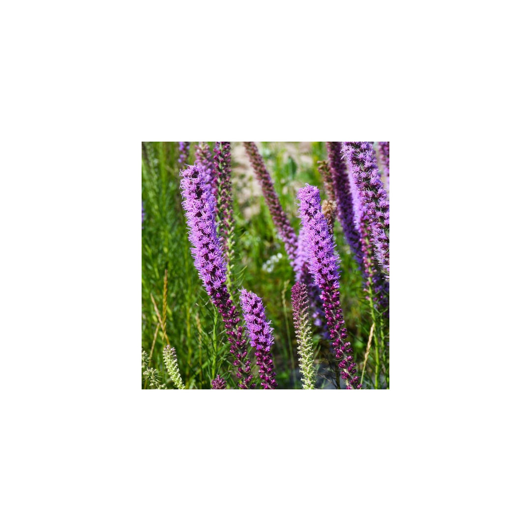 Lavender Liatris Flower For Planting Non Gmo Flower Seeds for Home Garden Planting, Colorful [neera-v5-1229191ebb8c0ebbcba0]