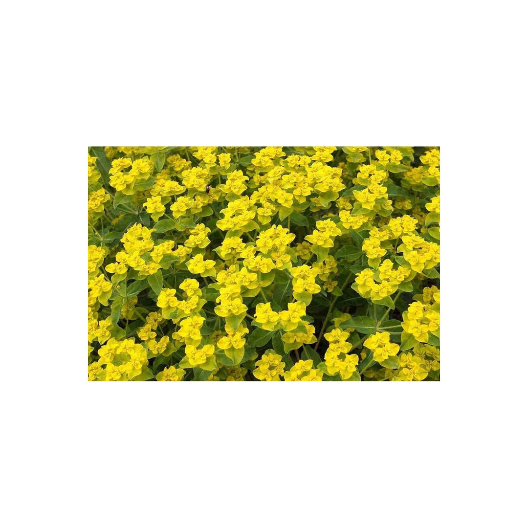 Heirloom Euphorbia Lathyris Flower For Planting Non Gmo Flower Seeds for Home Garden Planting, [neera-v5-122c0bddf32f96a9d311]