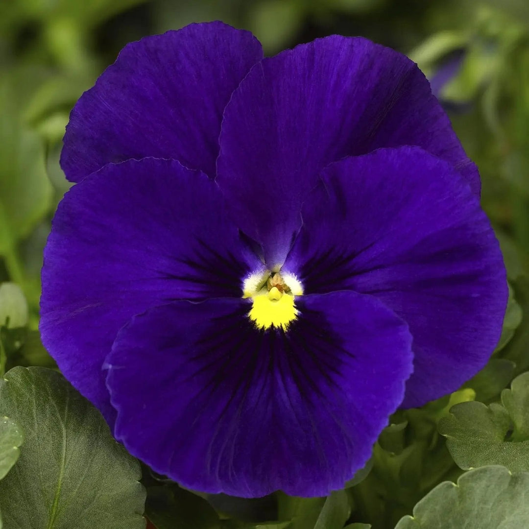 Deepblue Pansy Flower For Planting Non Gmo Flower Seeds for Home Garden Planting, Lush Organic [neera-v5-122f3e1a3fd86a6d4eb1]
