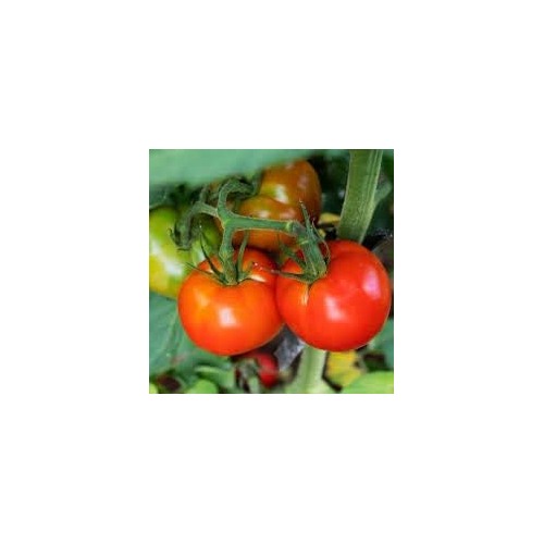 Light Red Tomato Seeds for Planting [neera-v5-123774df8942c9a467a5]