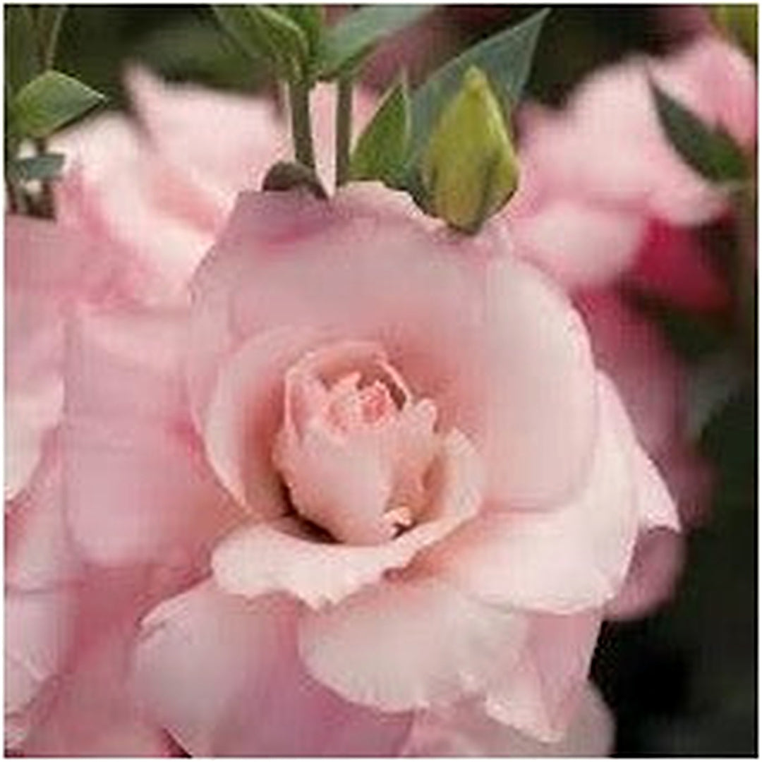 Echo Flower Planting Heirloom Non Gmo Flower Seeds Home Garden Planting, Landscape Organic [neera-v5-123876d2e5e65495117d]