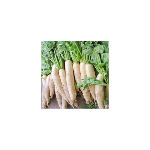 Daikon Radish Seeds for Planting [neera-v5-123f6b6e5d8c3b406966]