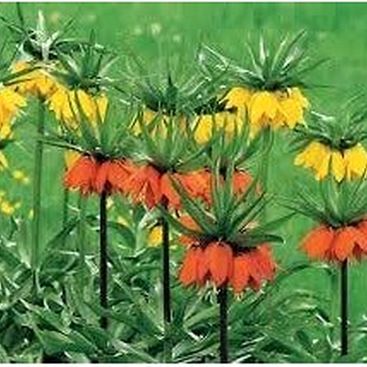 Crown Imperial Flower Seeds for Planting [neera-v5-1241ec7185b09bc95b67]
