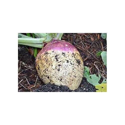 Purple White Rutabaga Seeds for Planting [neera-v5-124a0928ae3d61b86867]