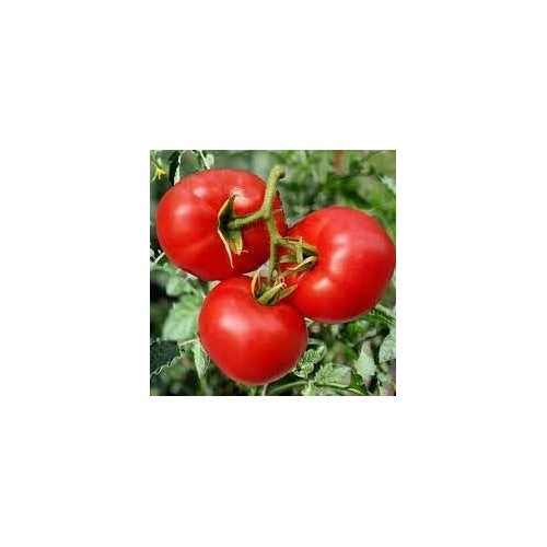 Tomato Seeds for Planting [neera-v5-12571a1b9ec45c8dfd4f]