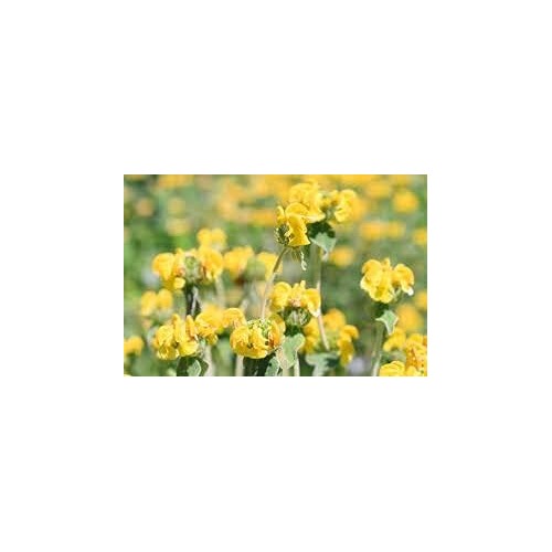 Jerusalem Sage Yellow Flower Seeds for Planting [neera-v5-12591842c4b1568463ce]