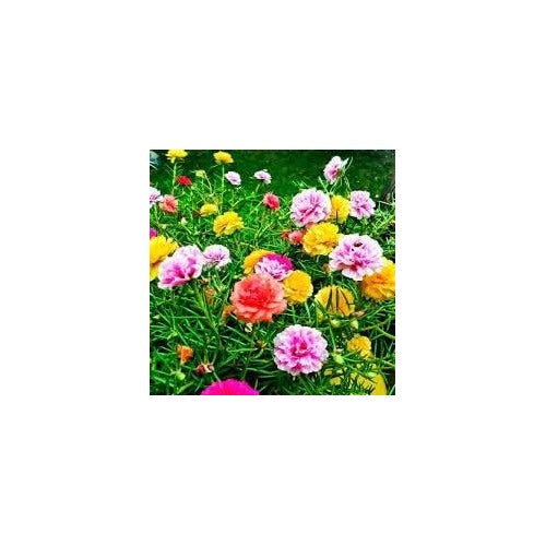 Portulaca Seeds for Planting [neera-v5-1261c9dac210fd02fa47]