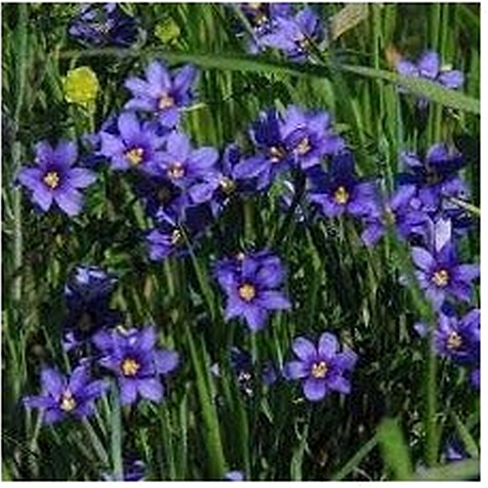 Sisyrinchium Bellum Flower Seeds [neera-v5-126613f619d79e0b8494]