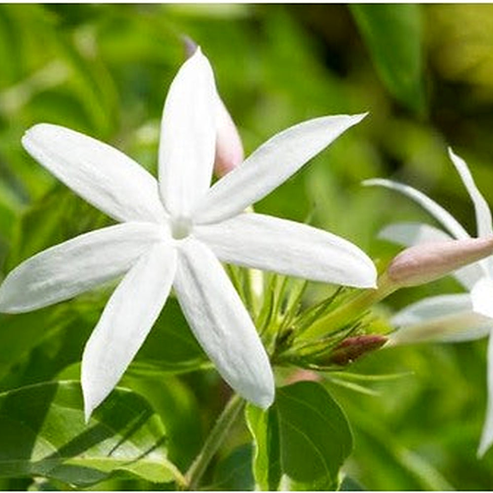 Common Jasmine (Jasminum officinale) Flower Seeds for Planting [neera-v5-126c87f4234b89e9a45a]