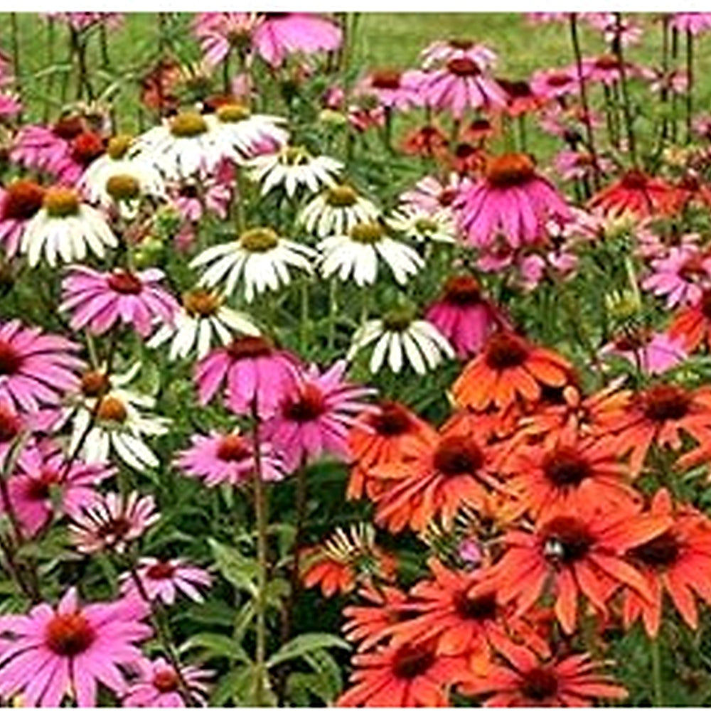 Mixed Echinacea Coneflower Seeds for Planting [neera-v5-1271d2339b68406f9d8b]