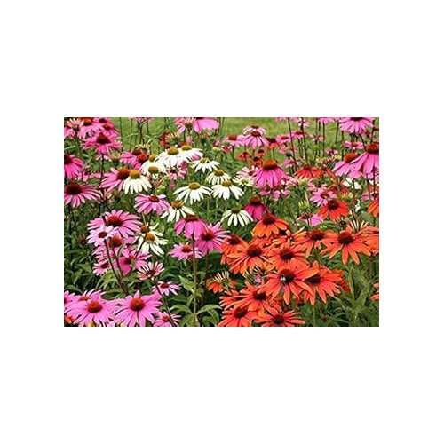 Mixed Echinacea Coneflower Seeds for Planting [neera-v5-1271d2339b68406f9d8b]