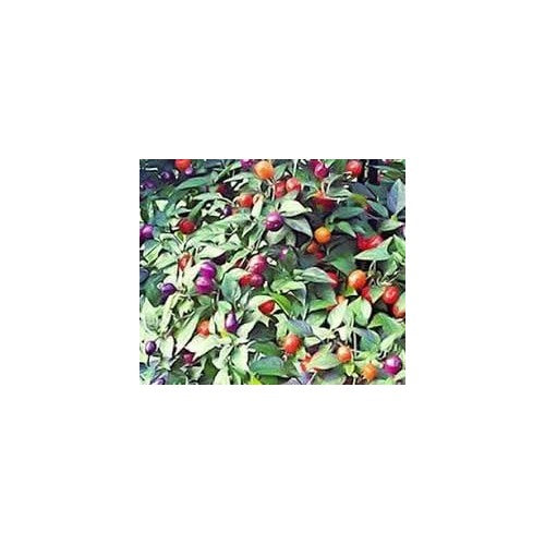 Filius Blue Pepper Seeds for Planting | Heirloom, Non-GMO, High Germination Organic Garden Seeds [neera-v5-1277638c8c970af1f206]