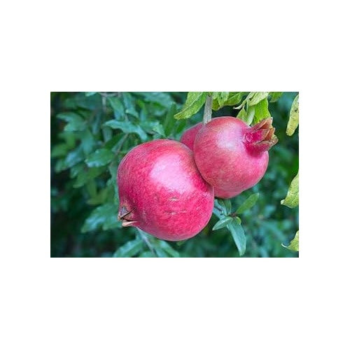 Pink Pomegranate Fruit Seeds [neera-v5-127a5f24e0d8c2f29d97]
