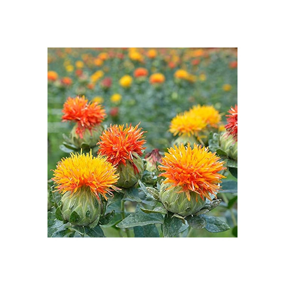 Mixed Carthamus Flower For Planting Flower Seeds for Home Garden Planting, Landscape Organic [neera-v5-1282772fd4e52afbea20]
