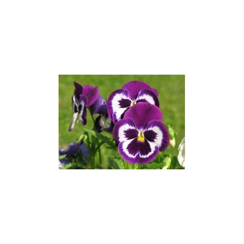 Heirloom Non-GMO Pansy Viola Flower Seeds for Planting [neera-v5-12888cb3fe3f78e61204]