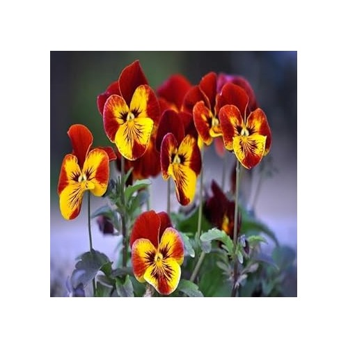 Red & Yellow Pansy Heirloom Non-GMO Seeds for Planting [neera-v5-128c18f73eba0828ce20]