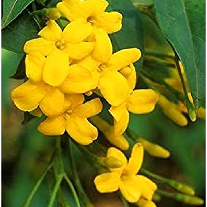 Yellow Jasminum Sambac Flower Seeds for Planting [neera-v5-12bb3a9d9b6d1c96eb12]
