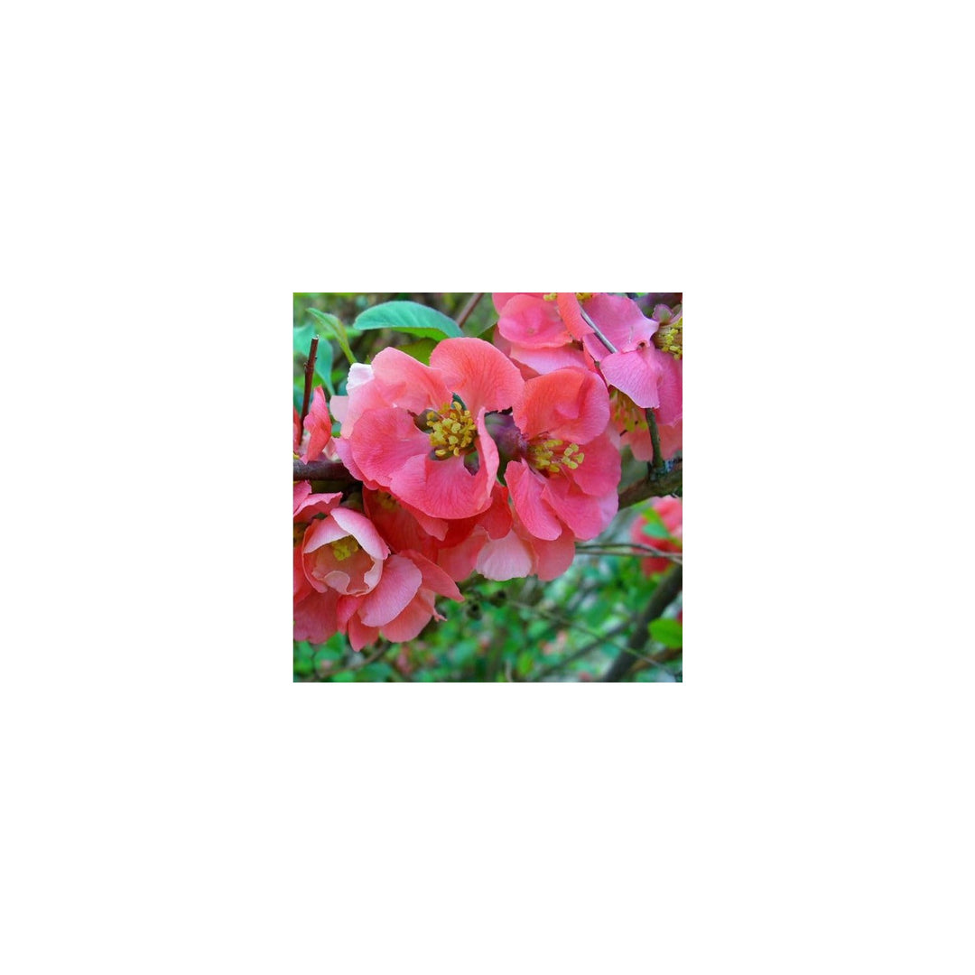 Quince Chaenomeles Japonica Japanese Flowering Tree For Planting Perfect For Ornamental Borders [neera-v5-12bbe5de818d7484d0bd]