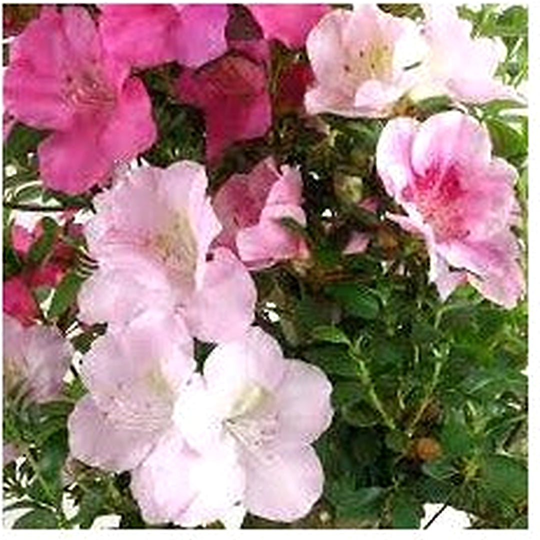 Mixed Satsuki Mischfarben Plant Seeds for Planting | Heirloom Non-GMO High Germination Organic Garden Seeds [neera-v5-12c23703ba73ce27713c]