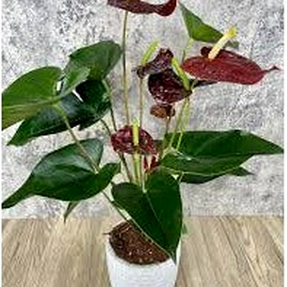 Maroon Anthurium Flower Seeds [neera-v5-12c7be9d490df89fa8c3]
