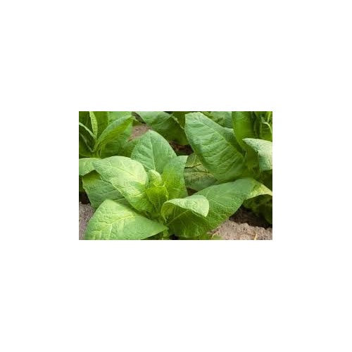 Asparagus Lettuce Seeds for Planting [neera-v5-12cddeb3c24438a221eb]