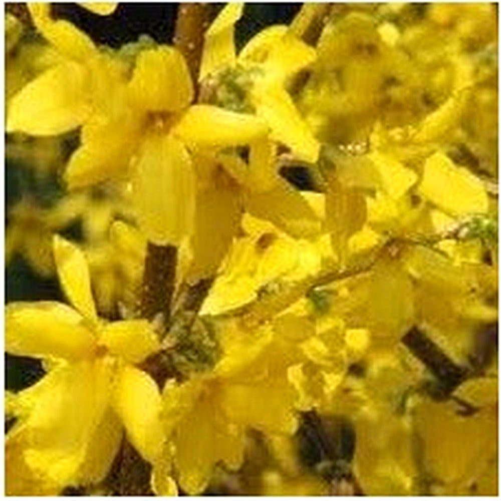 Trifoliate Forsythia Flower Seeds for Planting [neera-v5-12cf33b08bb9f3f397a8]