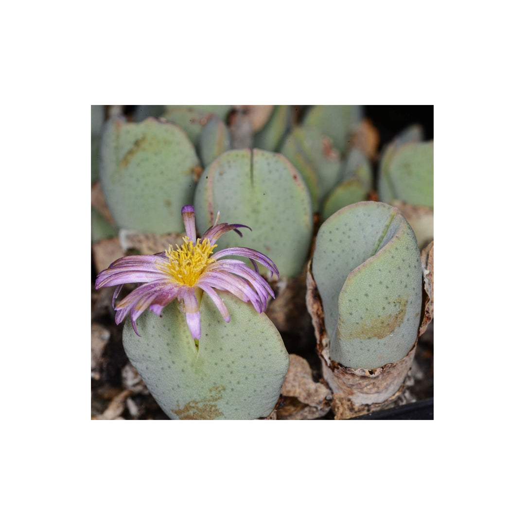 Green Organic Conophytum Ernianum Flower For Planting Heirloom Non Gmo Flower Seeds for Home Garden [neera-v5-12e7c6747088b2fcf700]