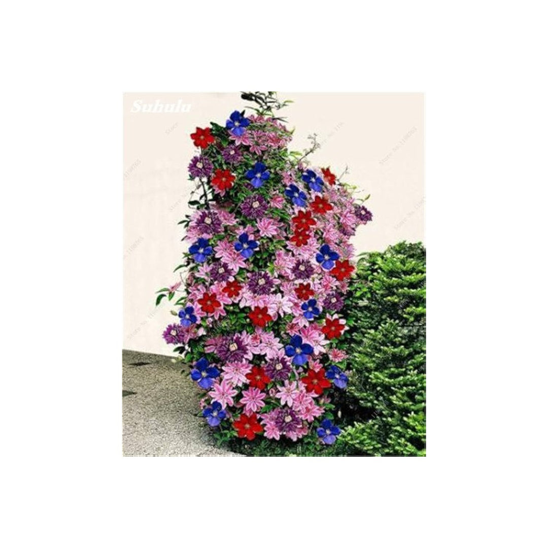 Clematis Mixed Climbing Flower Flower Seeds for Home Garden Planting, Vibrant Organic Blooming [neera-v5-12e9340896df9b325119]