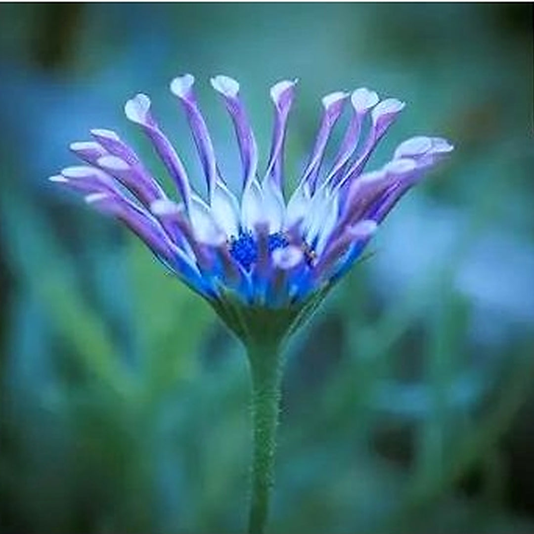 Shrubby Daisy Bush Flower For Planting Non Gmo Flower Seeds for Home Garden Planting, Colorful [neera-v5-12eb1d6099160210bc11]