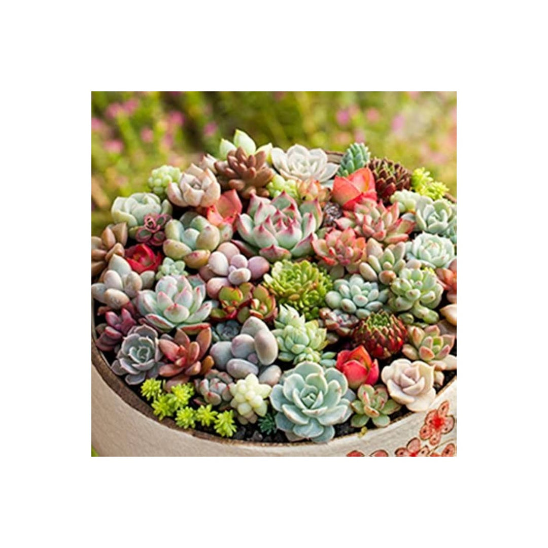 Mini Succulent Mixed Species For Planting In Indoor Pots Decorative Terrariums Flower Seeds for [neera-v5-12f22c5f55edb72e62d9]