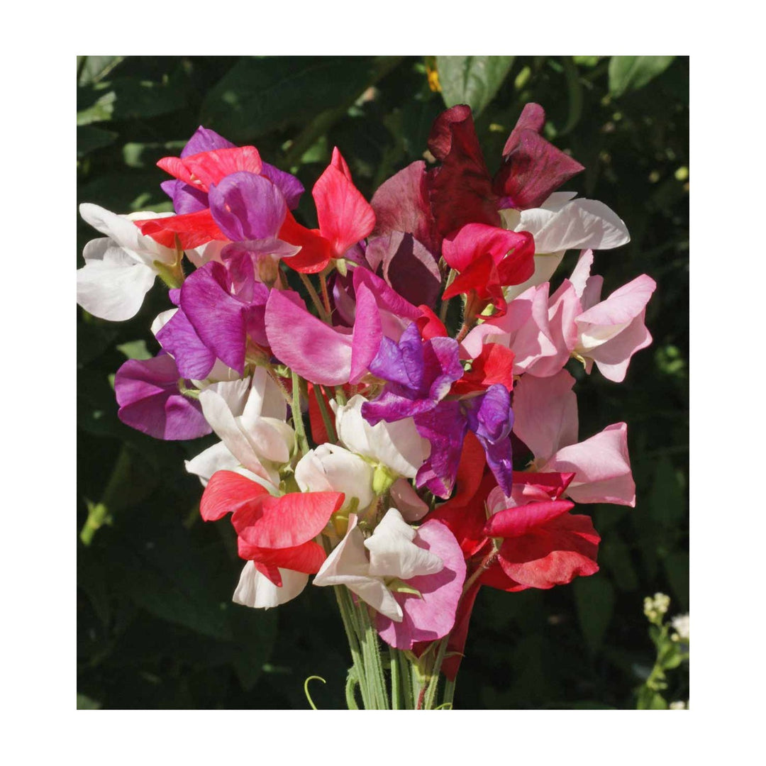 Royal Sweet Pea Mix Flower For Garden And Container Planting Flower Seeds for Home Garden Planting, [neera-v5-12fe8e596bb94689b0d8]
