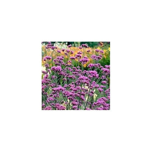 Verbena Bonariensis Flower Seeds for Planting 100 pcs -Hierloom Flower Seeds [neera-v5-13092bed8d868e446bdb]
