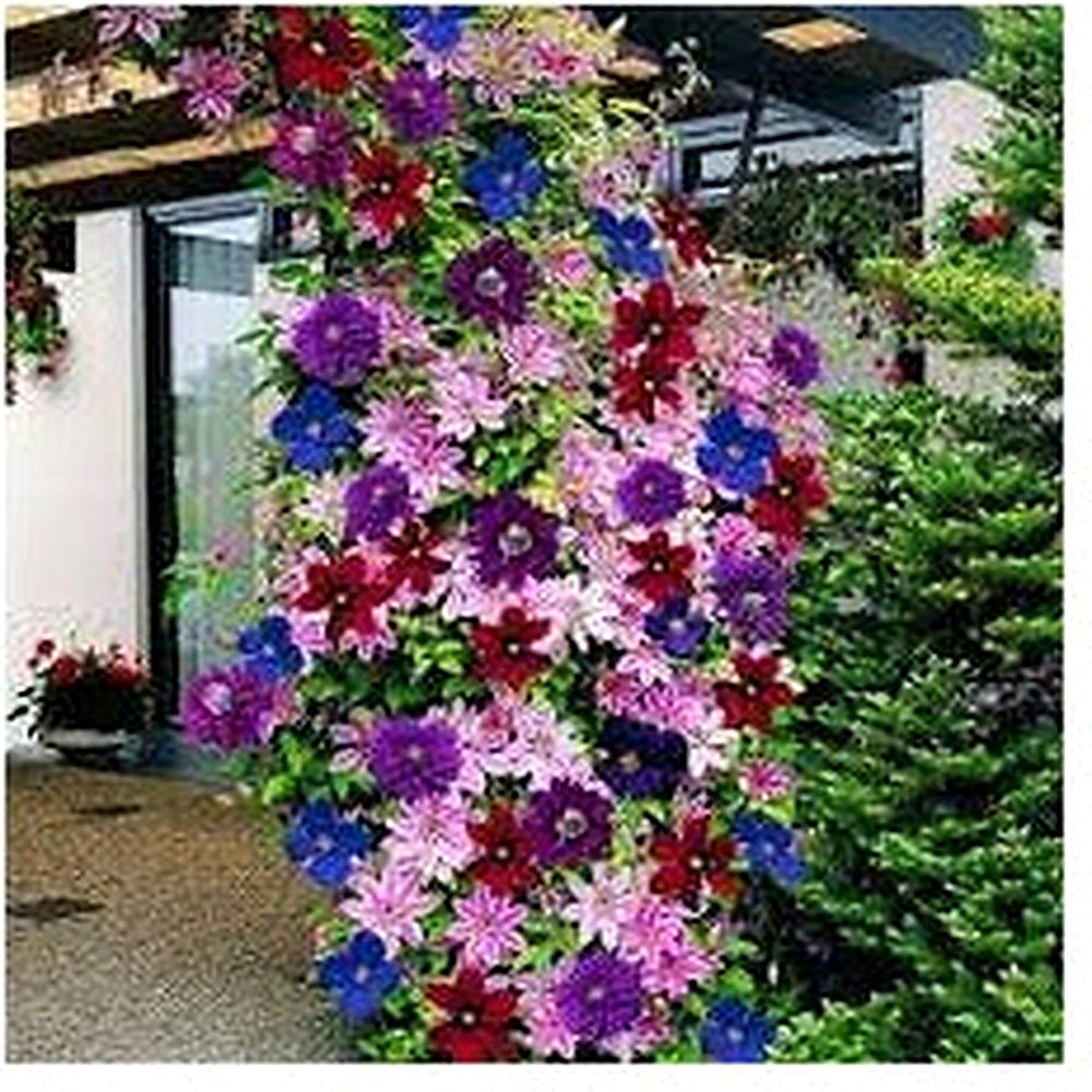 Mixed Colors Clematis Flower Vines Seeds for Planting [neera-v5-13095e41491ab8d5dbcd]