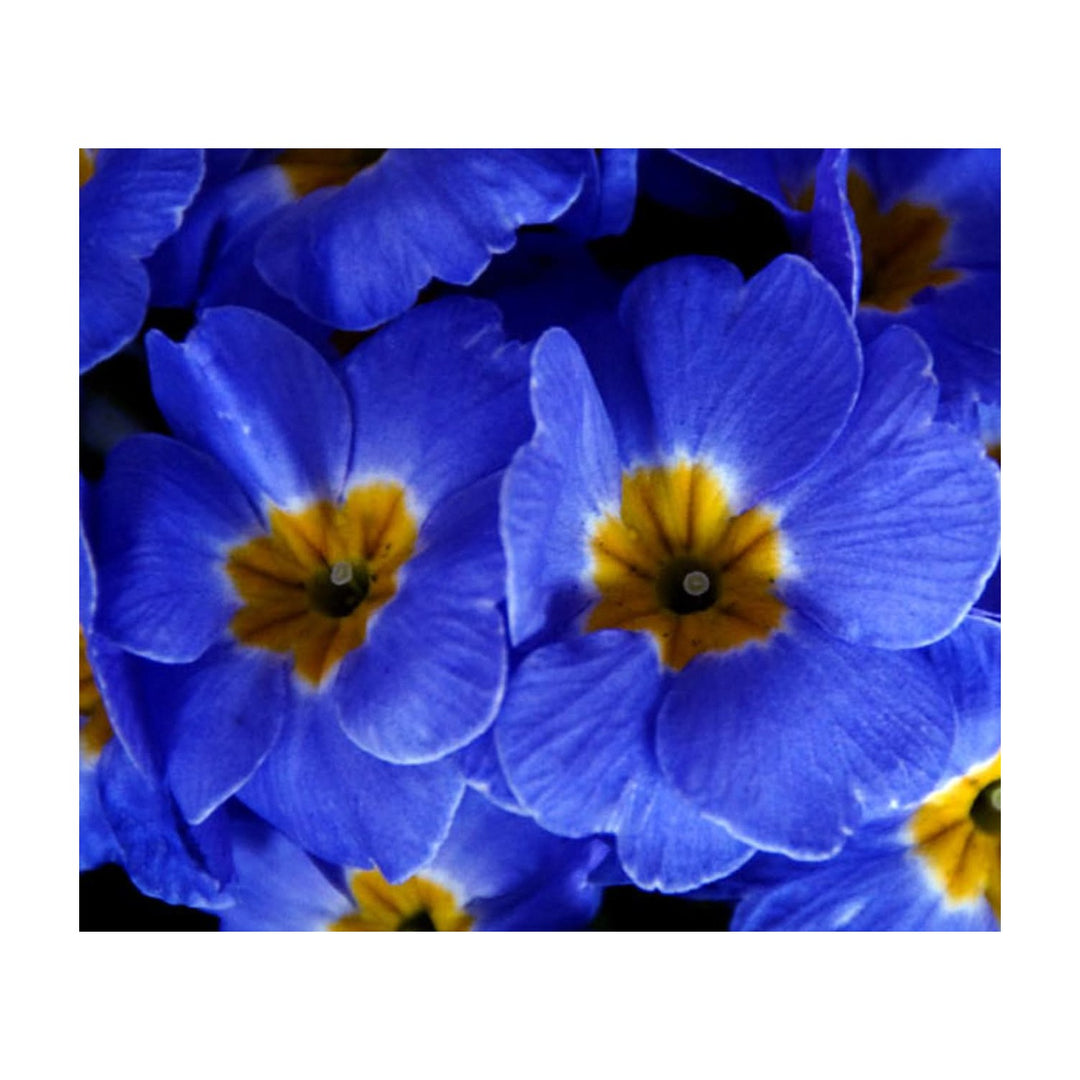 Blue Heirloom Non Gmo Evening Primrose Flower For Planting Fragrant Garden Blooms Flower Seeds for [neera-v5-1312c50386da9a3a360c]