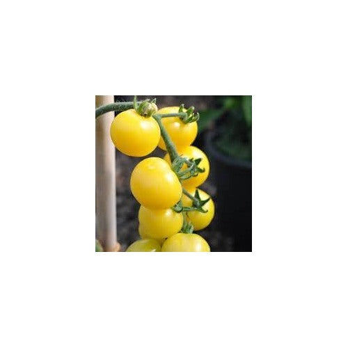 Tomato Vegetable Seeds for Planting [neera-v5-1317fc5d0b2141ae259f]