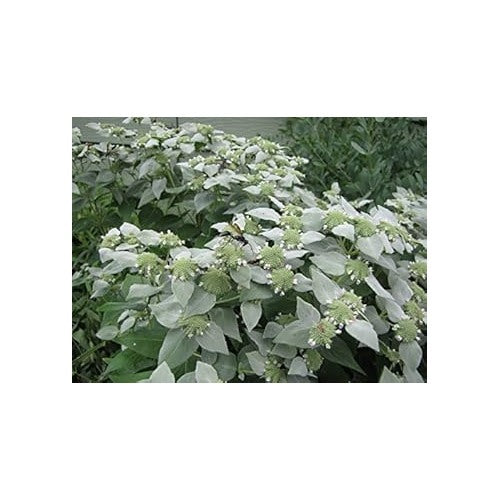 Army Green Mountain Mint Plant Seeds for Planting [neera-v5-1319710f0a02c367589e]