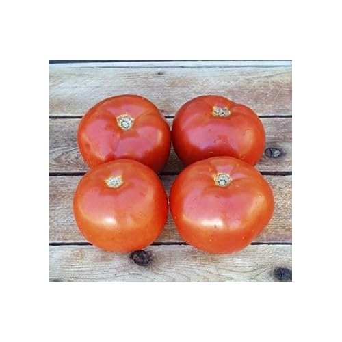 Red Tomato Seeds for Planting [neera-v5-131af4a4f3445e44b2df]