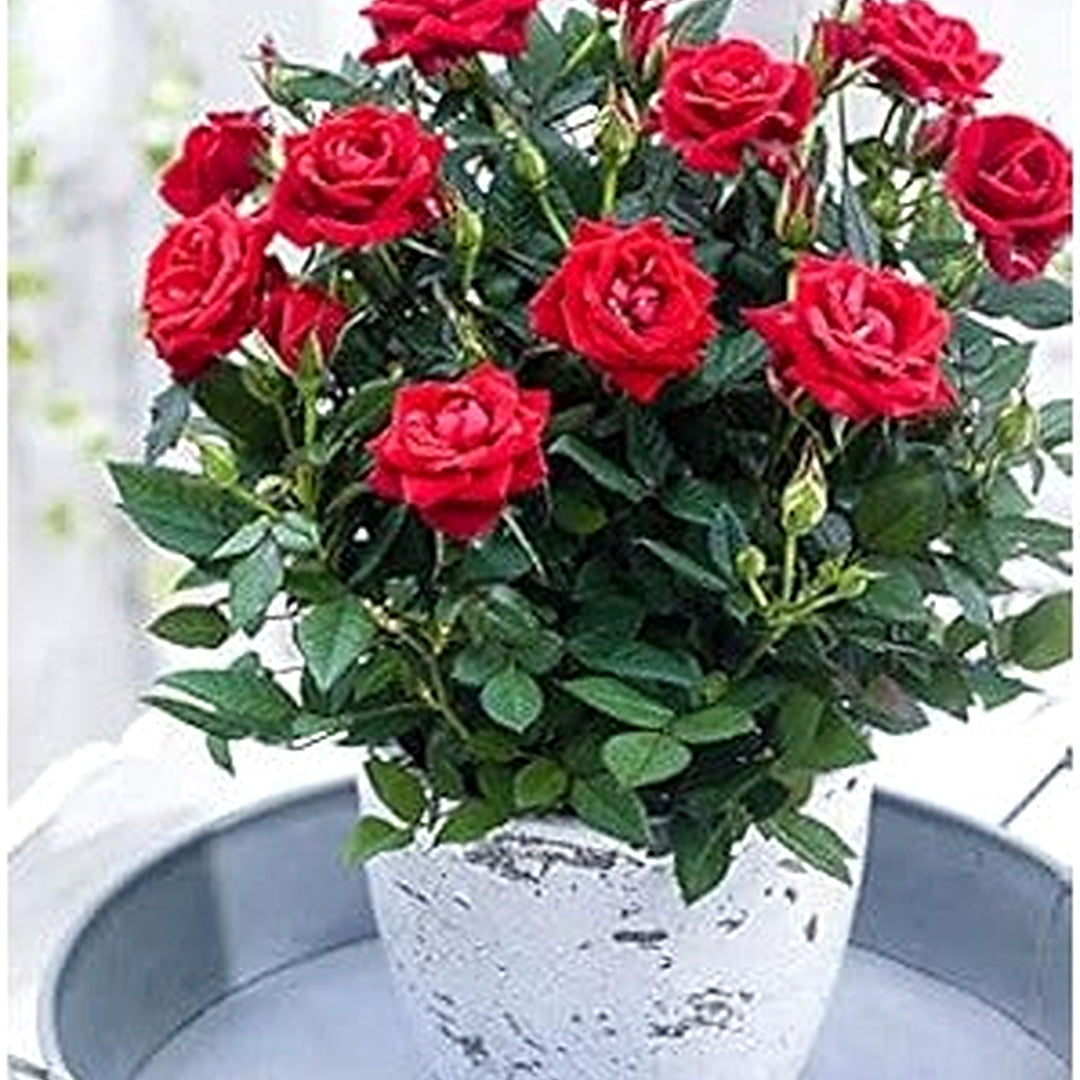 Red Miniature Rose Flower Seeds [neera-v5-1331aa41e6a77a79ace3]