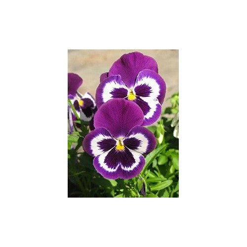 Pansy Flower Viola Tricolor Planting Flower Bed And Urban Garden Flower Seeds Home [neera-v5-133897eec799db5fd740]